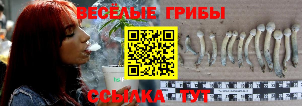 Галлюциногенные грибы Psilocybine cubensis Тула